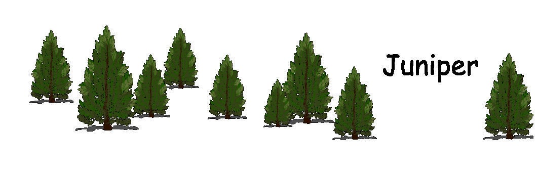 Pine Tree Illustration Personalized Mug